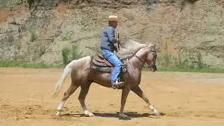 lote 04 - Whiz Top Chex