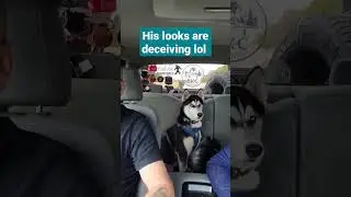 husky serious on road trips , watches everything !
