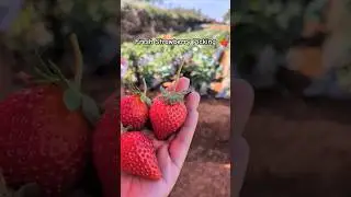 Fresh Strawberry Picking from Mapro Garden #shorts #strawberry #maprogarden #fruits