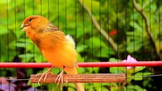 Professional Canario Belga Training &ndash; 1 Hour Canario Cantando Natural Loop