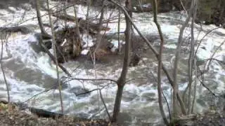 Sawkill at Bard