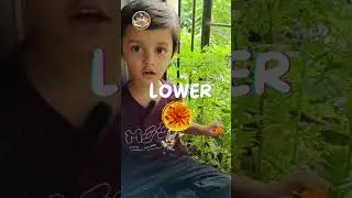 Parts of a Plant | Learn with Fun! 🌱✨#UKGScience  #PartsofPlant #KidsEducation #EarlyLearning