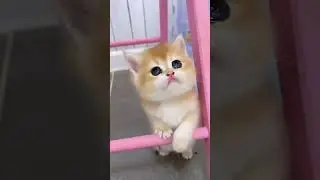 Cute cat#viral #shorts #trading #trending 😅😅