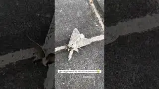 Getting chased by this fuzzy creature!!