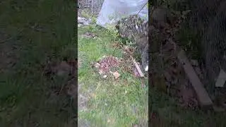 Bees Pollinating - Blueberry Plants