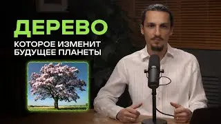 Павловния - растение будущего или экологическая угроза? Зачем инвестировать в павловнию! #бизнес