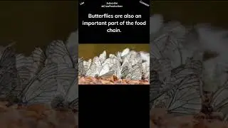 Butterflies play a major role in increasing biodiversity #butterfly #shorts
