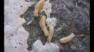 Pacific Coast Termite