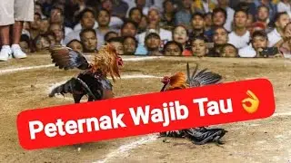 Mengenal Sejarah Ayam Jenis Hatch