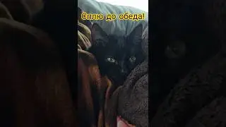 Кот Тарас |Сплю до обеда... #веселыекоты #котики #прикольныекоты #catvideos #озвучка
