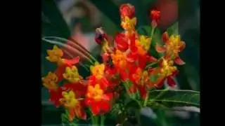 Bandari-Your Smile