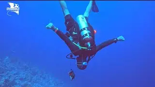 JACKFISH ALLEY - RAS MOHAMMED - EGYPT - WONDERFUL