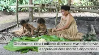 Le foreste pluviali
