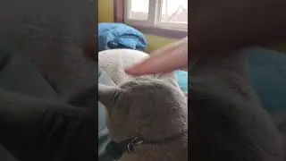 How Many Taps Until My Cat Gets Pissed #cat #coolcat #cutecat #funny #shorts #viral #funnycat #trend