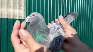 Cseh B&aacute;lint postagalamb Georgia -Colorado