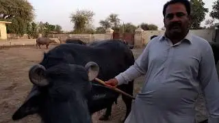 Performance of kundhi Buffalo | banni buffaloes Ahsan Khan bhurgari mode B&uacute;falos de fazenda leiteira