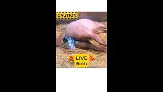 Incredible Horse Birth Caught on Camera! 🐴 Miracle of Life | Must-See Foaling Video