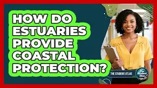 How Do Estuaries Provide Coastal Protection?