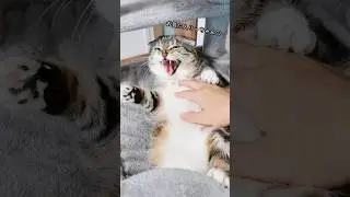 運動嫌いな猫vs接待キャットタワーの末路がコチラ🤣🤣🤣 #猫