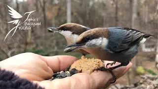 Brown-headed Nuthatches - hand feeding the birds