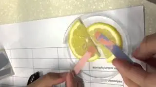 Lemon Test with Red and Blue Litmus paper