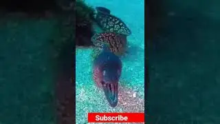 Scary or Beautiful EEL #shorts #connectwithnature #amazingcreatures #underwatercreatures #naturelife