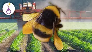 MakerFun LIVE: Bring on the Bees!