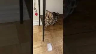 King Louie The Bengal Cat In The Gym Training For His First Professional Fight😂