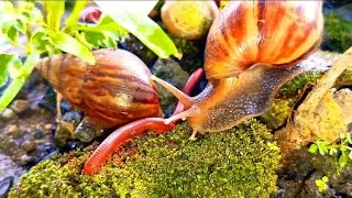 The Art of Legs and Slime: Millipede & Snail Locomotion Filmed with High-Speed Macro #Behavioral