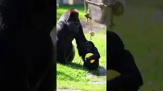Zoo Keepers Special: Genita & AI Go Wild in 2026 #ZooLife#AnimalComedy#WildMoments#ZooAdventures