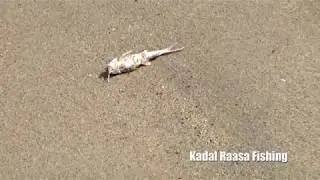 Mancing ikan Duri di pinggir pantai.