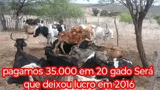 35.000 comprado em gado Ser&aacute; que deixou algum lucro em 2026