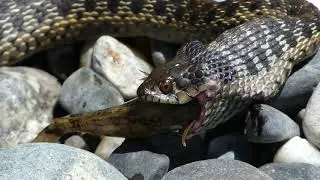 Epic Snake Encounter! Sierra Garter Snake Eats A Fish