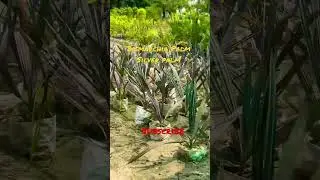 Bismarchia Baby Plants | Silver palm | #palm #nature #greenery #greenworld #shorts #trending #shorts