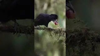 Umbrella bird ( lat.  Cephalopterus )