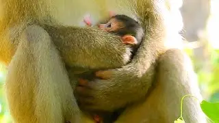Rose beautiful baby monkey Rainbow