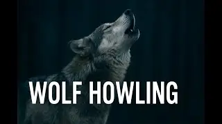 Mysterious Wolf Howling Sound for Relaxation & Ambience #wolfhowlharmony  #naturesounds