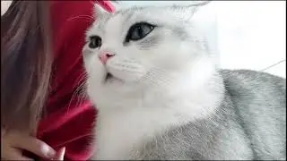 I love you baby #thankyoufortolerating #fluffycheeks #buggingmycat #munchkincat #britishshorthair #c