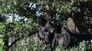 Colombian Black Spider Monkey Babies Born at Fota Wildlife Park