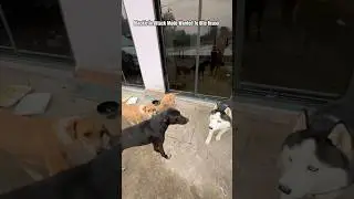 Bruno bach Gaya #shorts #dog #trending #tiktok #goldenretriever #fyp