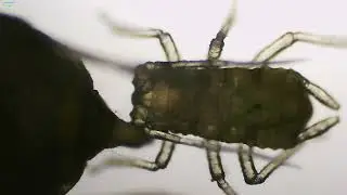 Aphids Under the Microscope