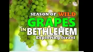 SEASON OF SWEET GRAPES IN BETHLEHEM:NAPAKATAMIS!
