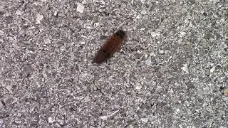 First Woolly Worm of the Year 2020 - Woolly Bear Caterpillars