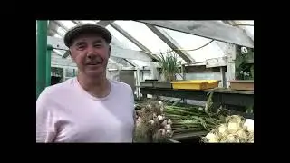 cropping the jap onions and prepping for seed sowing july 2024