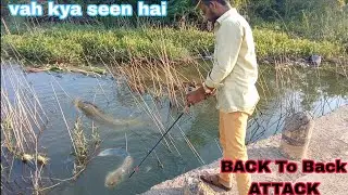 Live Attack snakehead fish frog live catching snakehead fish #fishingtipsandtrick #fishing 
