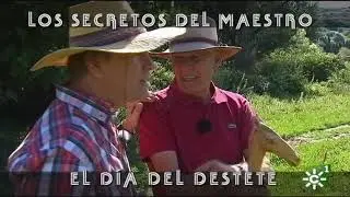 Toros de Ruiz Miguel: vacas y becerritos, destete récord y becerrita ciega | Toros desde Andalucía