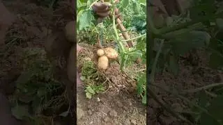 Alu ki kheti #agriculture #farming #alu #potato #redpotato