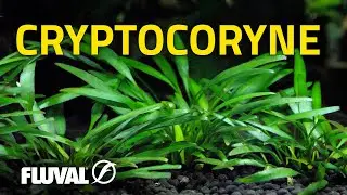 Species Spotlight | Cryptocoryne