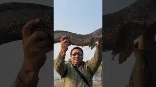 Giant maral again #zakkfishing #fishing #shorts sh