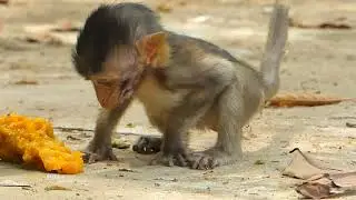 OMG! Poor skinny baby monkey Anissa nearly can't walk really weak try to eat to survive her life